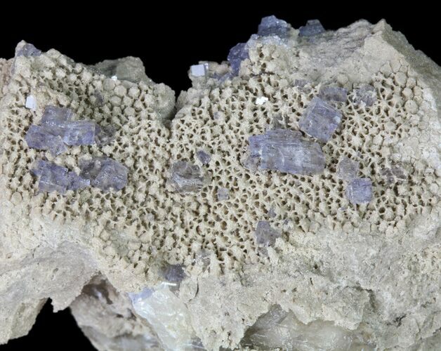 Purple/Gray Fluorite Cluster - Marblehead Quarry Ohio #81190